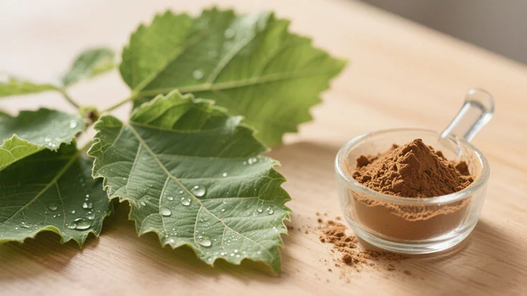 Mulberry-Leaves-Extract.jpg Mulberry-Leaves-Extract.jpg