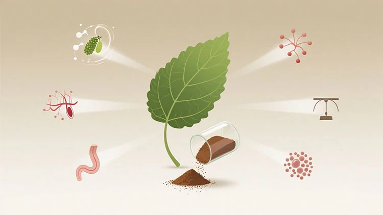 Mulberry-Leaves-Extract-benefits.jpg Mulberry-Leaves-Extract-benefits.jpg