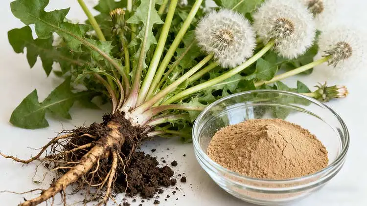 Dandelion-Root-Extract.jpg Dandelion-Root-Extract.jpg
