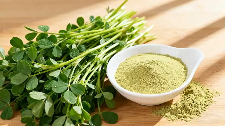 Alfalfa-Extract.jpg Alfalfa-Extract.jpg