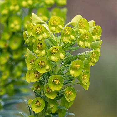 Euphorbia