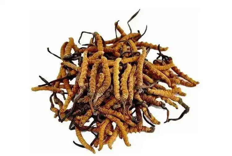 Cordyceps