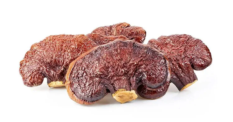 Ganoderma