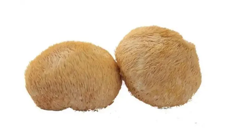 Hericium Erinaceus