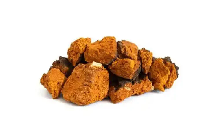 Chaga-Mushroom