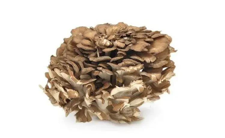 Maitake-Mushroom