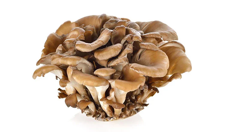 maitake maitake