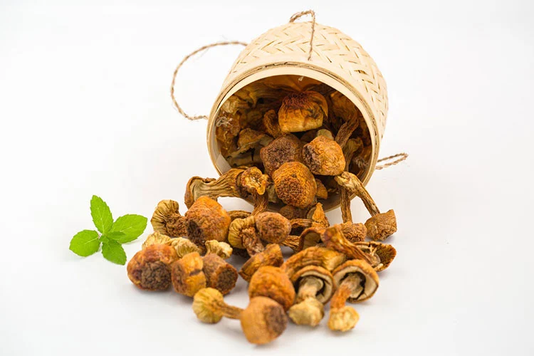 agaricus-mushroom agaricus-mushroom